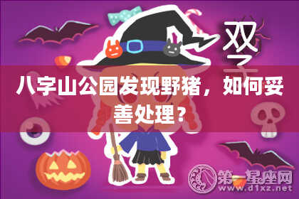 八字山公园发现野猪,如何妥善处理?