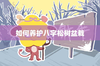 如何养护八字松树盆栽