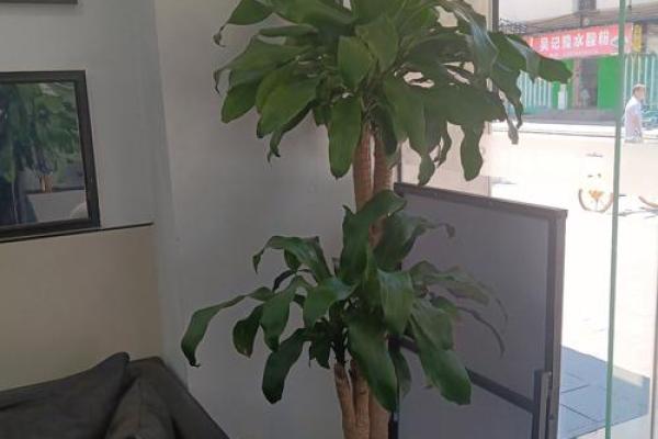 探索木命与土命的完美植物搭配：让生活更具生机与和谐