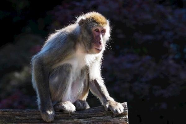 四十二岁猴命解析：揭秘命理与人生轨迹