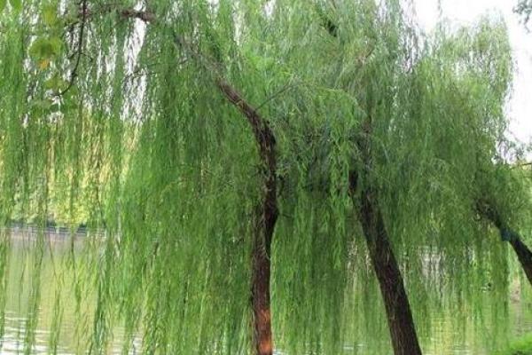 杨柳木命与其他命格的最佳搭配解析