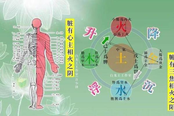 探寻属鼠男士的五行命理与生活智慧