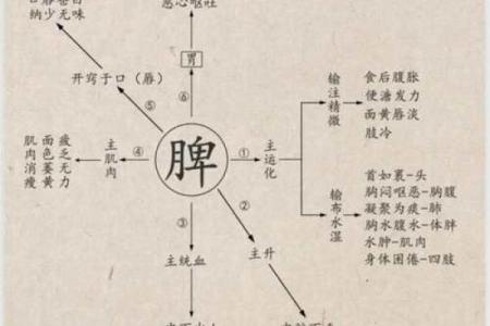 探秘中医五脏：心肝肾肺脾与生命之道的关系