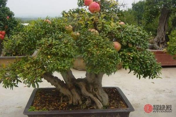 探秘石榴木命：适合发财途径与职业选择指南
