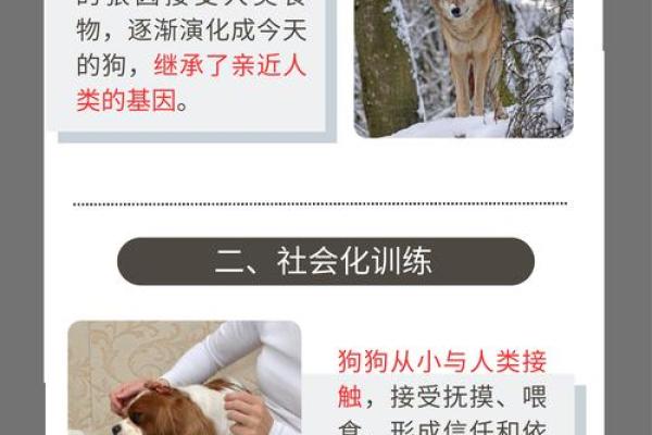 土狗与猫咪：相依为命的温馨故事与深厚情谊