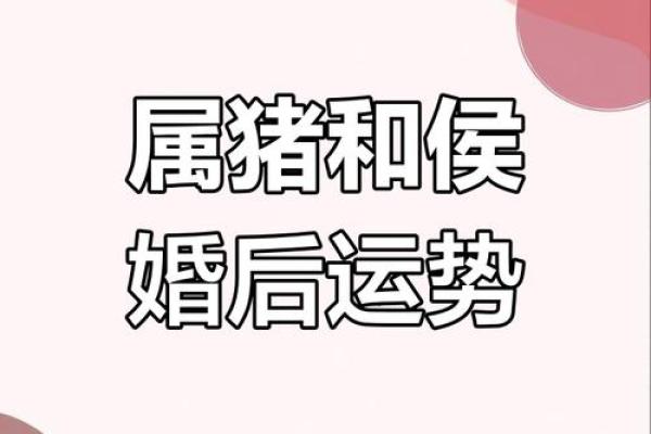 在猴林中玩乐，属猪人的命运揭秘！