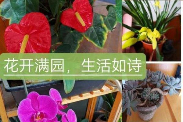 养花喜欢却总养不好？探讨背后的命运与心态！