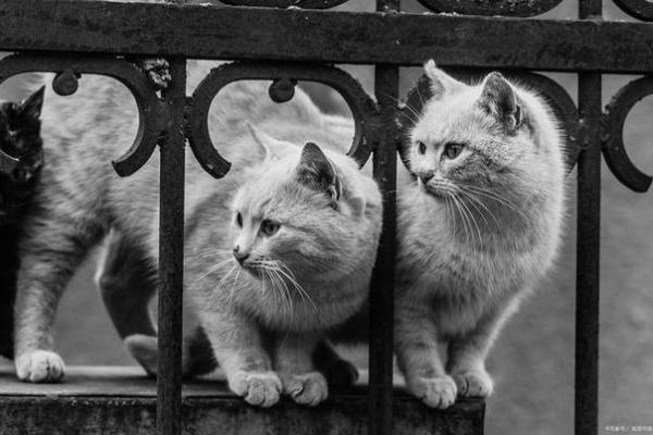 为什么说猫有九条命？解密这个神秘说法的背后故事和科学依据！