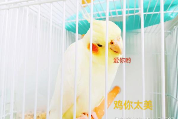 为您的玄凤鹦鹉母亲取个合适名字的秘籍