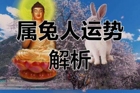 探秘属兔之人43岁命运：从命理看人生转折与自我成长
