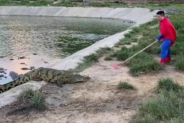 养殖鳄鱼：揭秘五行属相与命理之谜的独特结合