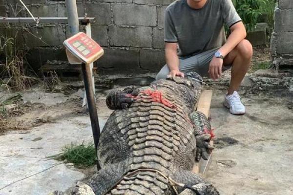 养殖鳄鱼：揭秘五行属相与命理之谜的独特结合