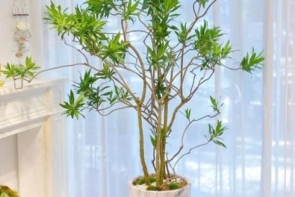 水命人适合种什么盆栽？推荐几款增运花卉与绿植！