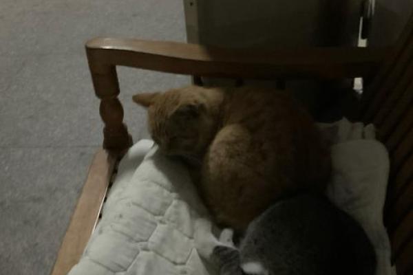 相依为命的猫：温暖心灵的陪伴和无尽的情感连结