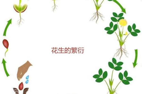 以命续命：探索生命延续的五大必备条件